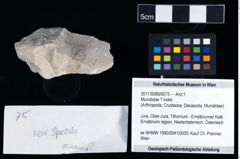 Foto (Objekt + Etikett) von Munididae ? indet.  (NHMW-GEO-2017-0089-0075)